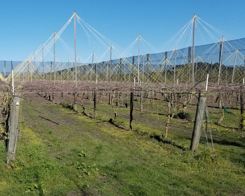 kiwi-orchard-bare-twine